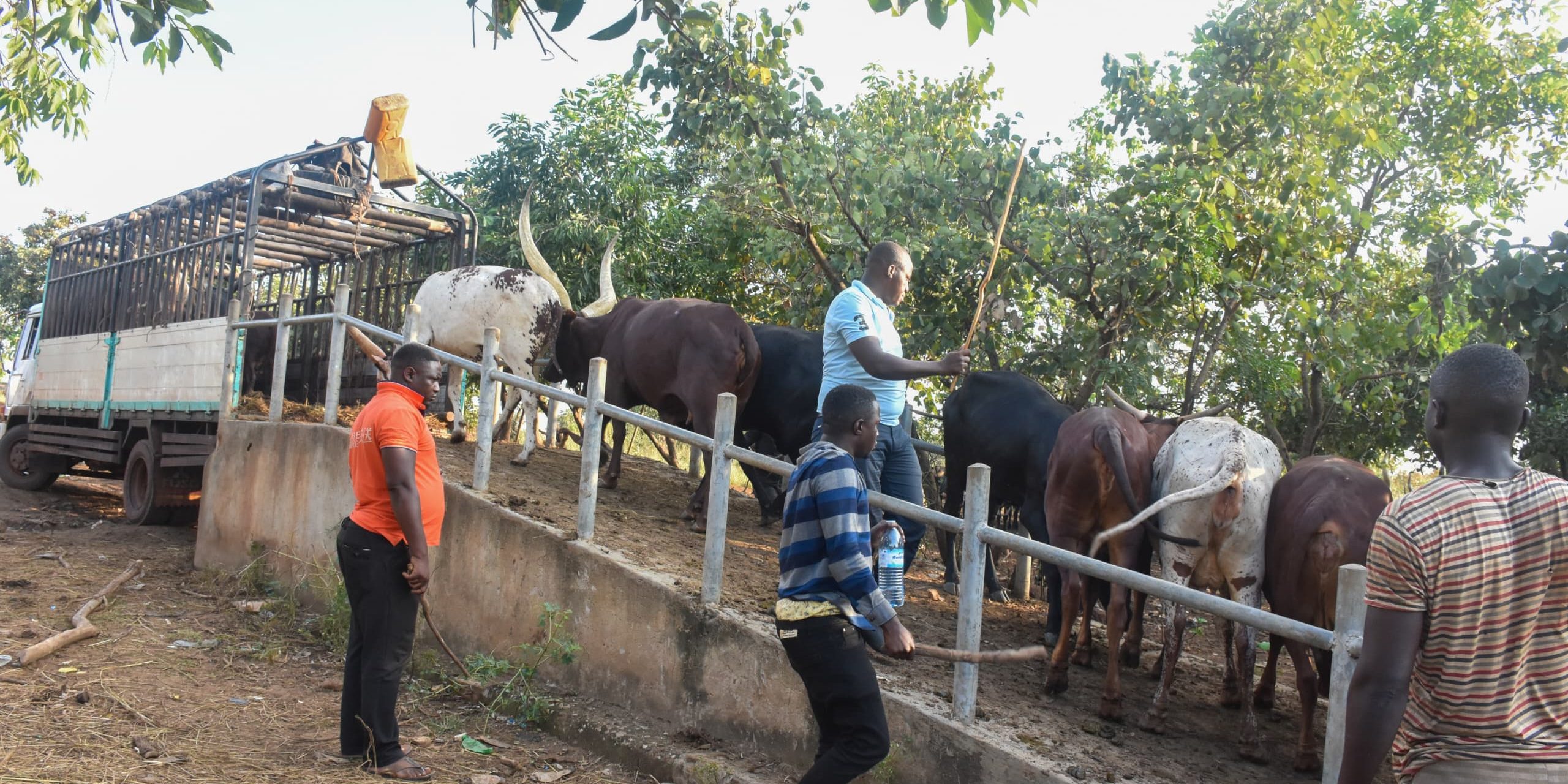 Some cows boarding a lorry ready for transportation