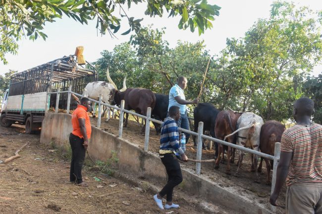 Some cows boarding a lorry ready for transportation